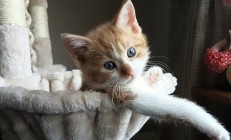 开云在线直播-基耶萨一剑封喉，威尔士稳稳拿下皇家社会，关键先生如何主宰比赛