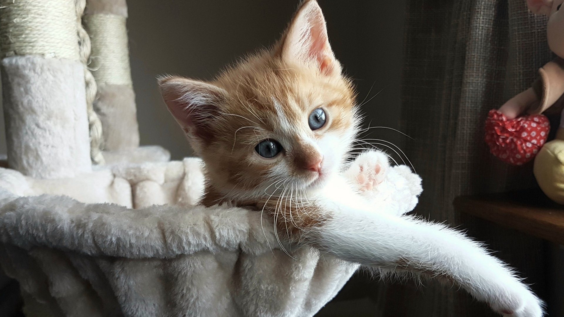 基耶萨一剑封喉，威尔士稳稳拿下皇家社会，关键先生如何主宰比赛